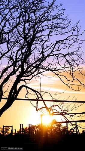 Cattle Yard Sunrise, WA. 